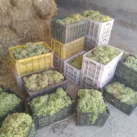 انگور عسکری