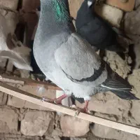 کبوتر