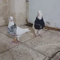 کبوتر طوقی