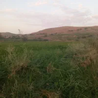 زمین-کشاورزی-دیم