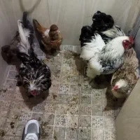 فروش مرغ وخروس