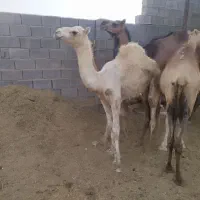 کره شتر