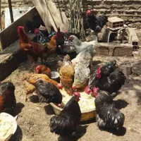 مرغ و خروس کوشین|پرنده|ساری, |دیوار