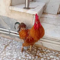 خروس