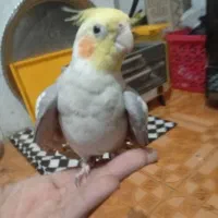 یک جفت عروس هلندی مولد سینامون|پرنده|بندر امام خمینی, |دیوار