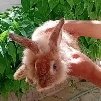 خرگوش نو کار ماده لوپی آبستن است
