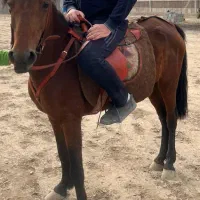 مادیان فروشی
