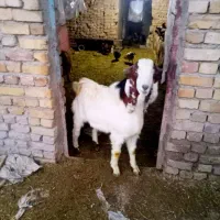 دوعدد بزنر اسرا ییلی وپاکستانی نژاد دار