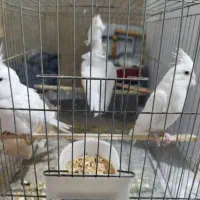عروس هلندی 3عدد