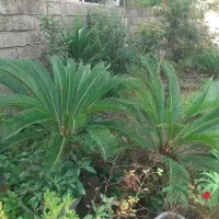 سیکاس زیبا