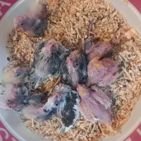 جوجه عروس هلندی سرلاکی آلبینو و لوتینو