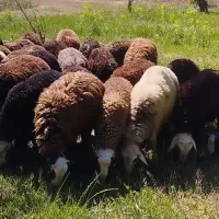 بره