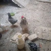 خروس طوسی گلین