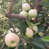 باغی پر از درختان مانند سیب زردآلو گیلاس آلبالو