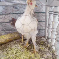 جوجه مرغ و خروس زینتی