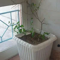 گل و گلدان