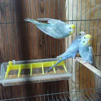 مرغ عشق رینبو