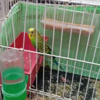 مرغ عشق انگلیسی نر بالغ