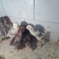 جوجه ۱۰ روزه