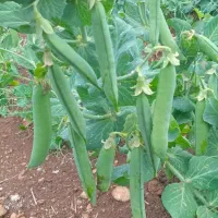 نخودفرنگی شیرین سبز درجه یک