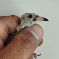 جوجه سهره نرگلچین شده سیبل زده ی استان فارسی