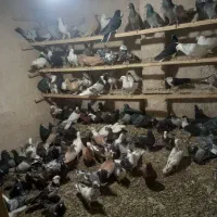 بوم کفتر دورگ و رنگی