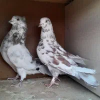 کفتر|پرنده|ملایر, |دیوار