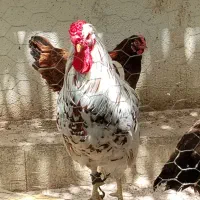 خروس|حیوانات مزرعه|همدان, |دیوار