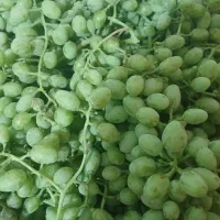 غوره اب دار از انگور سیاه