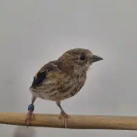 سهره . جوجه سهره متولد قفس ناخن سفید