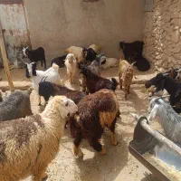 کهره