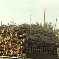 حرس و برش درختان شما برای درخت های خاص خرید داریم