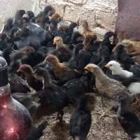 جوجه۵۰روزه