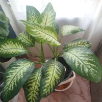 گل یا گلدان