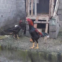 خروس لاری