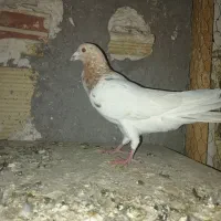 کفتر|پرنده|ساوه, |دیوار