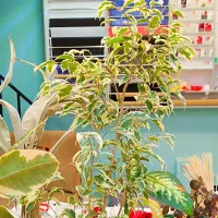 فروش گیاه آپارتمانی