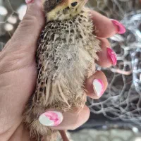 ۵تا بلدرچین ۲۰ روزه