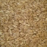 گندم مرغی و کبوتر