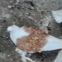 کبوتر.جکسون