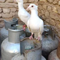 یک جفت کبوتربغدادی