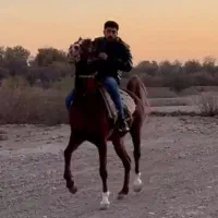 مادیون یکسر وارداتی