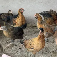 آمروک پاپر کاکلی گلین گردن لختی ۴۰ تاج دونه ۴۰۰