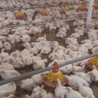 استخدام کارگر مرغداری