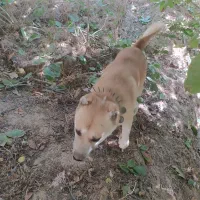 واگذاری سگ نر مناسب باغ و نگهبانی