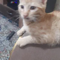 واگزاری رایگان