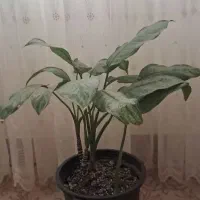 گل آپارتمانی
