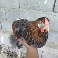 خروس ویاندوت اورنج و بلورد