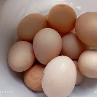 تخم مرغ محلی