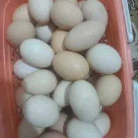 تخم مرغ تازه محلی